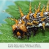 brenthis daphne daghestan larva l5 4